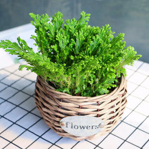 1pcs Magic Resurrection Rose of Jericho Dinosaur Plants not Seeds Air Fern Selaginella Moss Dried flower Pot Homegarden Decoration