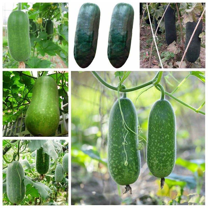 20pcs bonsai giant winter melon seeds plants China green organic Benincasa hispida for farm wax gourd vegetable seeds for home garden