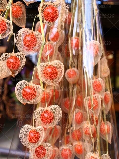 100pcs Physalis peruviana seeds bonsai plants Cape gooseberry fruit seeds Delicious fruit and vegetable plants for home garden potted plants