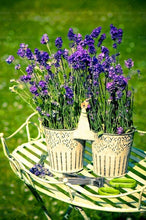 Load image into Gallery viewer, 100pcs Lavender Flower Seeds Bonsai Lavandula angustifolia Very fragrant flower plant perennial indoor garden flowering potted plants
