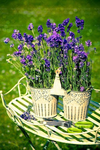 100pcs Lavender Flower Seeds Bonsai Lavandula angustifolia Very fragrant flower plant perennial indoor garden flowering potted plants