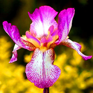 40Pcs/Bag Rare Iris Bonsai Flower Seeds plants Multiple Colors Perennial Flower potted plants for home Garden plants