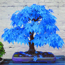 Load image into Gallery viewer, 20 Pcs Maple Bonsai Plants Red Maple Tree Seeds Very Beautiful Outdoor Tree Home Garden Decoration Potted Plants
