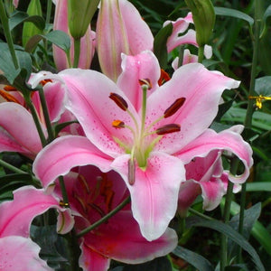 100pcs bonsai lily flower seeds (not lily bulbs) lilium flower Faint scent bonsai potted plants for home garden plants