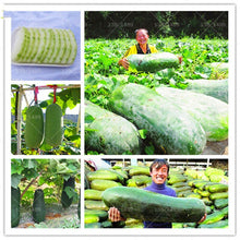 Load image into Gallery viewer, 20pcs bonsai giant winter melon seeds plants China green organic Benincasa hispida for farm wax gourd vegetable seeds for home garden
