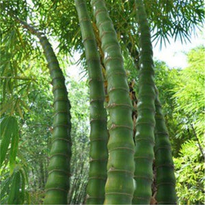 20pcs bamboo Seeds Bambusa ventricosa bonsai plants perennial Bambus bambu potted plantas for home garden decoration plant