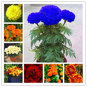 100pcs Marigold Seeds bonsai chrysanthemum flower plants four season planting garden chrysanthemum bonsai plants