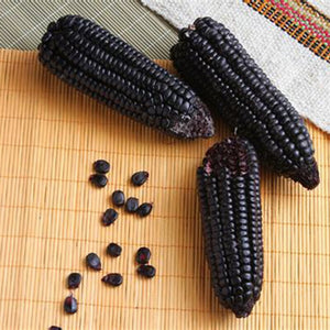 20pcs bonsai purple sweet glutinous black corn seeds purple black waxy corn vegetable seeds red and black corn sticky plants