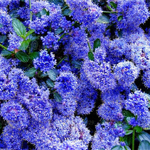 Load image into Gallery viewer, 100pcs Lilac Lagerstroemia bonsai beautiful gaint flower tree bonsai tree perennial flowers plants for home garden flower plants
