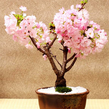 Load image into Gallery viewer, 20Pcs Pink Cherry Bonsai Japanese Sakura Seeds Cherry Blossom Tree plants For Home Garden Beautiful Flowers
