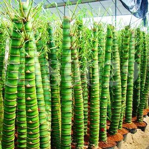 20Pcs/Bag Rare Bamboo Bonsai Seeds Decorative Garden perennial Bambusa Ventricosa Bonsai Plants For DIY Home Garden plants