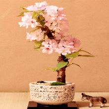 Load image into Gallery viewer, 20Pcs Pink Cherry Bonsai Japanese Sakura Seeds Cherry Blossom Tree plants For Home Garden Beautiful Flowers
