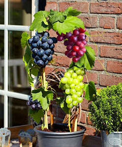 50pcs Grape Bonsai Seeds plants Miniature Plantas bonsai Organic Grpes Fruit Seeds Planting For home MIni Garden Potted plant Bonsai fruit tree