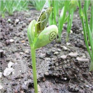 2pcs Magic Growing Message Beans Bonsai Seeds Magic Bean English Magic Bean Potted Green Office Home Decor for Flower Pot Planter Planting