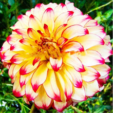 Load image into Gallery viewer, Dahlia Bonsai multiple colour dahlia flower(not bulbs) perennial flowering plants decorative home garden flower plants
