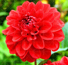 Load image into Gallery viewer, Dahlia Bonsai multiple colour dahlia flower(not bulbs) perennial flowering plants decorative home garden flower plants
