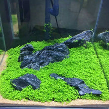 Load image into Gallery viewer, 1000Pcs/Bag bonsai Aquarium Grass Seeds Water Aquatic Plants Seeds Decorate The Aquarium seeds bonsai mini potted plants for home Fish tank
