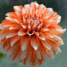 Load image into Gallery viewer, Dahlia Bonsai multiple colour dahlia flower(not bulbs) perennial flowering plants decorative home garden flower plants
