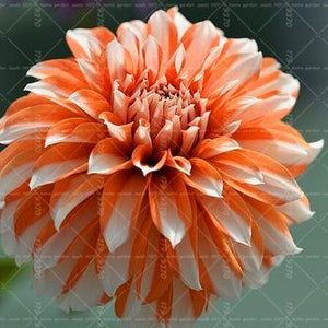 Dahlia Bonsai multiple colour dahlia flower(not bulbs) perennial flowering plants decorative home garden flower plants