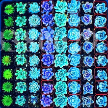 Load image into Gallery viewer, Mix Lithops flores Living Stones Succulent Cactus Organic Mini Garden flower bonsai plants for indoor succulent plants
