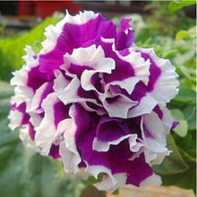 Load image into Gallery viewer, 200pcs bonsai Double flap Petunia flower seeds plants perennial indoor or outdoor flowering potted plants for home garden
