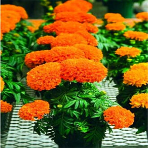 100pcs Marigold Seeds bonsai chrysanthemum flower plants four season planting garden chrysanthemum bonsai plants