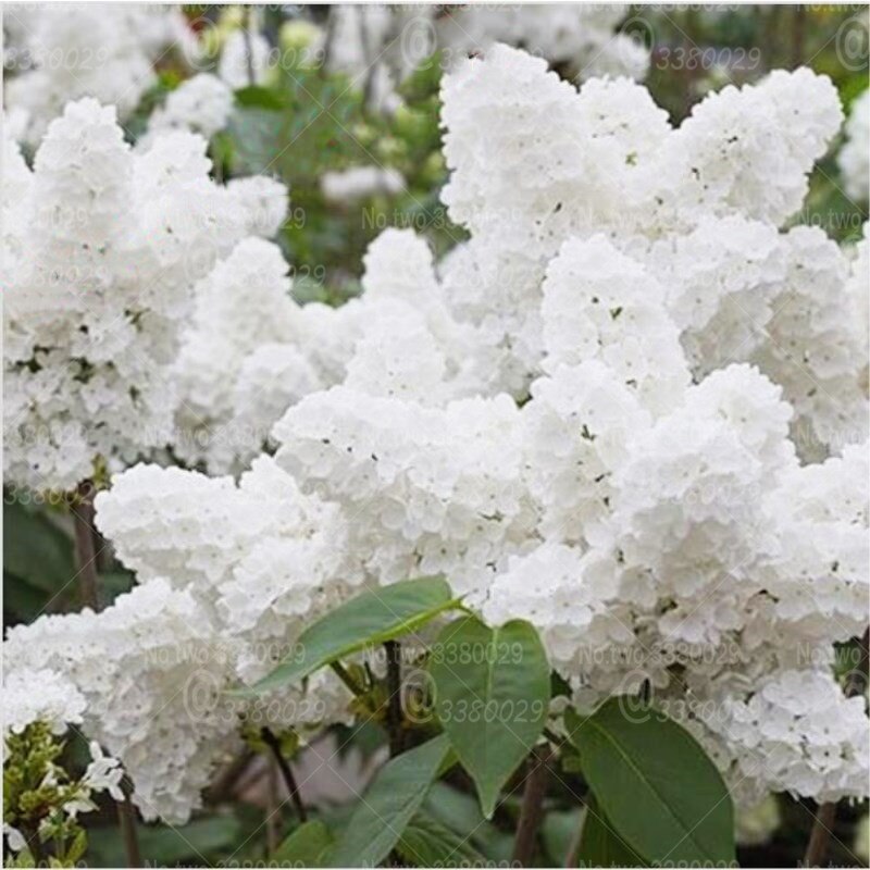 100pcs Lilac Lagerstroemia bonsai beautiful gaint flower tree bonsai tree perennial flowers plants for home garden flower plants