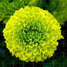 Load image into Gallery viewer, Dahlia Bonsai multiple colour dahlia flower(not bulbs) perennial flowering plants decorative home garden flower plants
