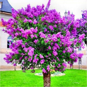 100pcs Lagerstroemia Seeds indica bonsai Lagerstroemia flower tree perennial blooming plants for home garden decoration bonsai plants