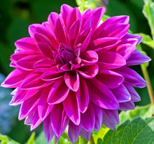 Load image into Gallery viewer, 50Pcs Dahlia Seeds Bonsai Flowers Plants beautiful and Popular Gaint Flower Seeds Bonsai Plant for Home Garden Potted Plantas decoration
