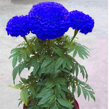 Load image into Gallery viewer, 100pcs Marigold Seeds bonsai chrysanthemum flower plants four season planting garden chrysanthemum bonsai plants
