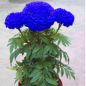 100pcs Marigold Seeds bonsai chrysanthemum flower plants four season planting garden chrysanthemum bonsai plants