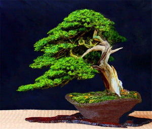 20pcs Rare Beautiful Juniper Bonsai Tree Seeds Potted Flower Office Bonsai Purify The Air