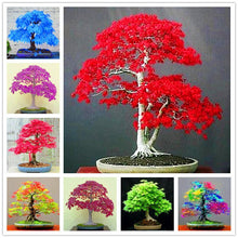 Load image into Gallery viewer, 20 Pcs Maple Bonsai Plants Red Maple Tree Seeds Very Beautiful Outdoor Tree Home Garden Decoration Potted Plants
