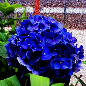 50Pcs Gaint Hydrangea Seeds Bonsai flower bonsai Seeds plants rare flower potted plant bonsai tree Semilla plantas