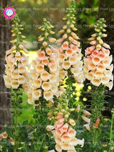 Load image into Gallery viewer, 100PCS Digitalis Purpurea Bonsai Plants Common Foxglove Flower Seeds Bonsai Mixed Flowers For home garaden planting plants
