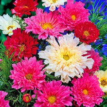 Load image into Gallery viewer, 100pcs Double Cosmos Seeds Flower plants Perennial Potted Flower Seed Plant For Home Garden Decorative flowers Plantas easy grow
