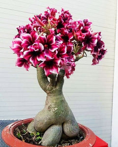 Desert Rose Seeds Bonsai Adenium obesum flower seeds bonsai perennial indoor flowering potted plants for home garden flower plants