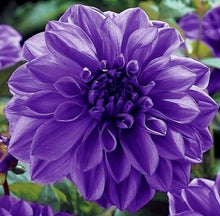 Load image into Gallery viewer, 50Pcs Dahlia Seeds Bonsai Flowers Plants beautiful and Popular Gaint Flower Seeds Bonsai Plant for Home Garden Potted Plantas decoration
