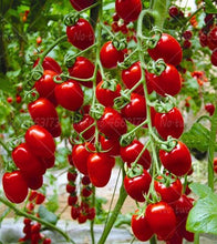 Load image into Gallery viewer, 200pcs Climbing Tomato Seeds mini cherry milk tomatoes bonsai fruit and vegetables plants seeds for home garden planting potted plant
