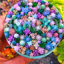 Load image into Gallery viewer, Mix Lithops flores Living Stones Succulent Cactus Organic Mini Garden flower bonsai plants for indoor succulent plants
