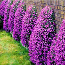 Load image into Gallery viewer, 200Pcs arabis Rock Cress Bonsai Plants Seeds Perennial Ground Cover Flowers Natural Growth For Home Garden Plants
