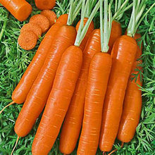 Load image into Gallery viewer, 300pcs mix carrot seeds organic fruit vegetable plants seeds Daucus carota sweet and healthy plant for home garden planting
