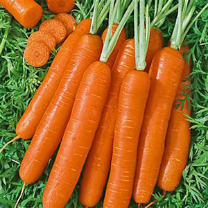 300pcs mix carrot seeds organic fruit vegetable plants seeds Daucus carota sweet and healthy plant for home garden planting