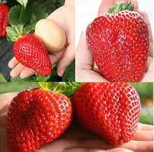 Load image into Gallery viewer, 600pcs/bag Giant Japan strawberry Bonsai giant red strawberry seeds organic perennial fruit bonsai garden plants planting
