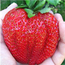 Load image into Gallery viewer, 600pcs/bag Giant Japan strawberry Bonsai giant red strawberry seeds organic perennial fruit bonsai garden plants planting
