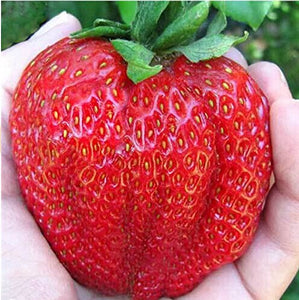 600pcs/bag Giant Japan strawberry Bonsai giant red strawberry seeds organic perennial fruit bonsai garden plants planting