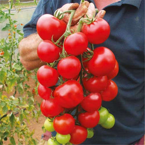 200 Pcs/bag Tomato Bonsai Plant Delicious Cherry Tomato Seeds Vegetables Edible Food Balcony Potted Planting Garden