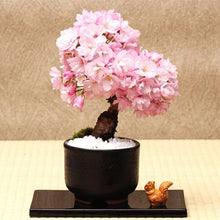 Load image into Gallery viewer, 20Pcs Pink Cherry Bonsai Japanese Sakura Seeds Cherry Blossom Tree plants For Home Garden Beautiful Flowers
