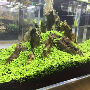 1000Pcs/Bag bonsai Aquarium Grass Seeds Water Aquatic Plants Seeds Decorate The Aquarium seeds bonsai mini potted plants for home Fish tank